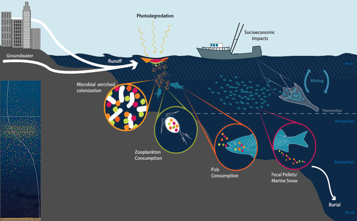 The Science of Microplastics in the World Ocean
